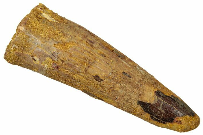Fossil Spinosaurus Tooth - Real Dinosaur Tooth #329606